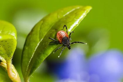 В Минздраве рассказали, что делать, если обнаружили на себе клеща
