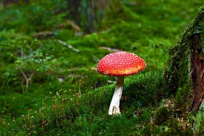 В Днепропетровской области парень отравился мухоморами, которые заказал через Интернет