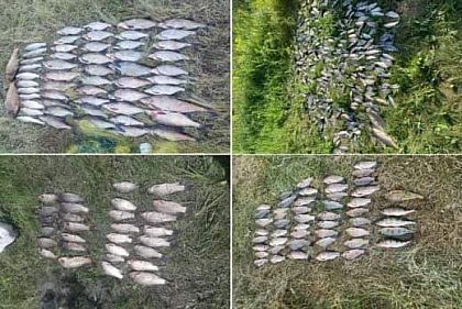 В июне на Днепропетровщине незаконно наловили рыбы более чем на 1 миллион гривен убытков