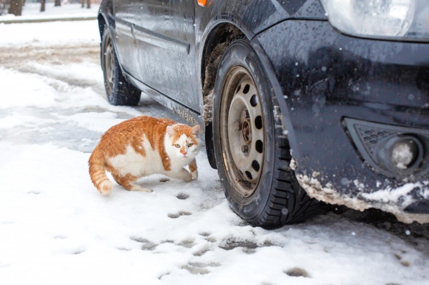 Где обычно прячутся коты с наступлением холодов: криворожан призывают проверять авто