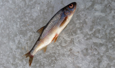 Как криворожанам ловить рыбу зимой, не нарушая правила