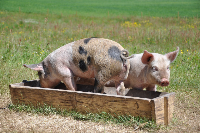 В Днепропетровской области обнаружили 2 случая африканской чумы свиней