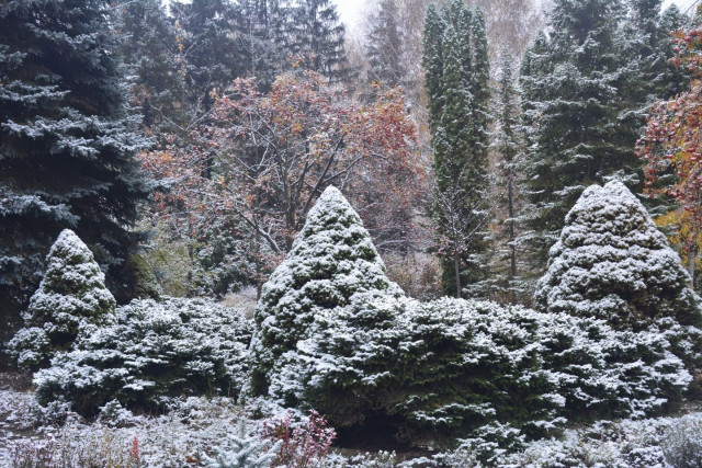 В Кривом Роге закрыли ботанический сад, чтобы оттуда не украли елки