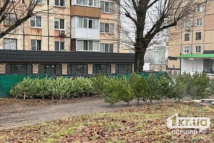 Где купить елку в Саксаганском районе Кривого Рога — список официальных рынков