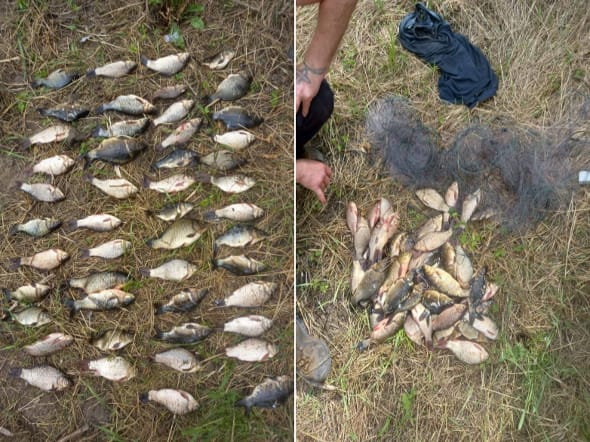 За тиждень на Дніпропетровщині браконьєри наловили риби майже 320 тисяч гривень збитків