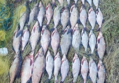 На Дніпропетровщині чоловік незаконно наловив 50 кілограмів риби