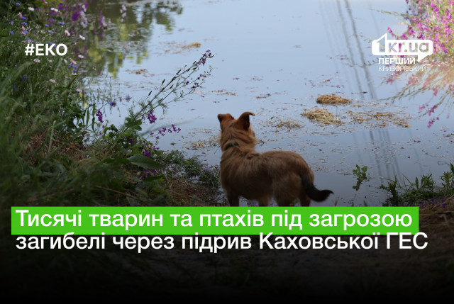 Тысячи животных и птиц под угрозой гибели из-за подрыва Каховской ГЭС