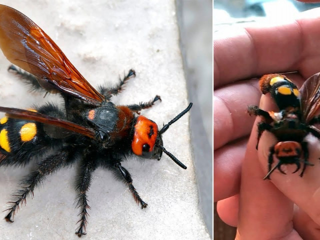 В Кривом Роге появилось необычное насекомое