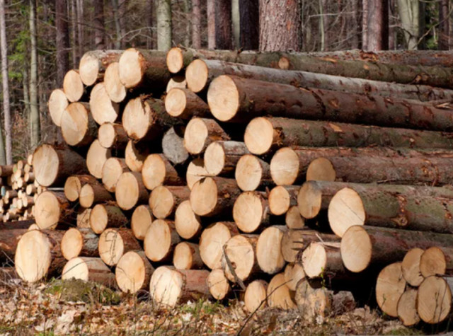 На Дніпропетровщині виявили трьох чоловіків, які зрубали дерев на понад 20 тисяч гривень
