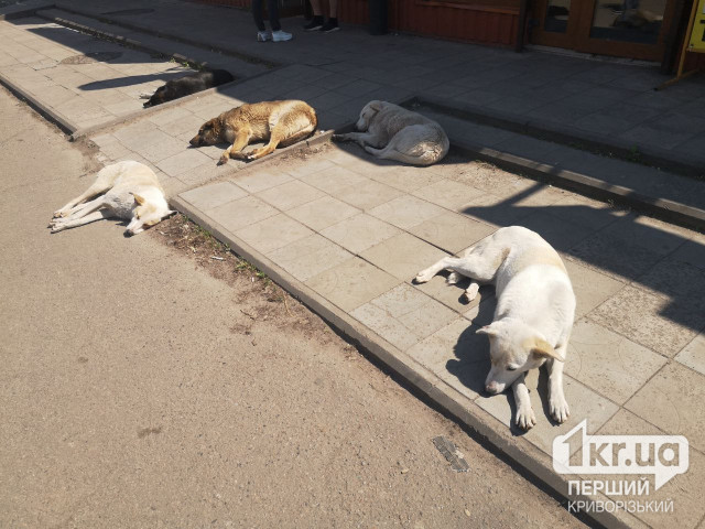 У Кривому Розі депутати не підтримали петицію щодо створення притулку для безхатніх собак