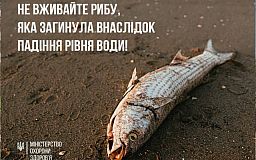 Рыбу, погибающую из-за уничтожения россиянами Каховской ГЭС, нельзя употреблять в пищу
