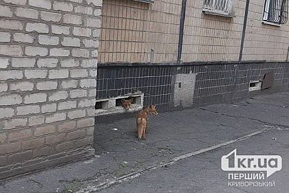 В Кривом Роге поселились две лисы