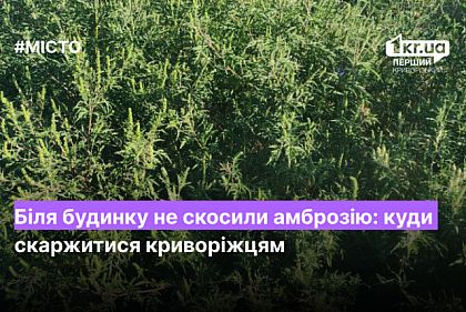 У дома не скосили амброзию: куда жаловаться криворожанам