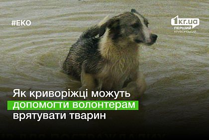 Як криворіжці можуть допомогти волонтерам врятувати тварин із затоплених міст