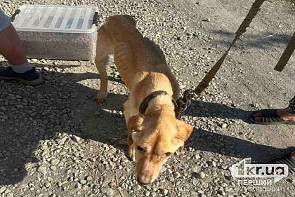 Криворожане могут присоединиться к сборам на лечение эвакуированным животным