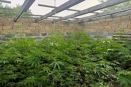 У жителя Криворожского района изъяли более 400 кустов наркосодержащего растения