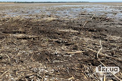 Почему опасно пить воду из колодцев на подтопленных территориях