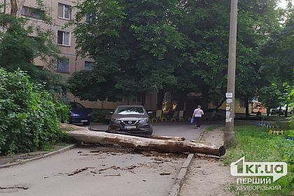 В Кривом Роге упало дерево во дворе многоэтажки