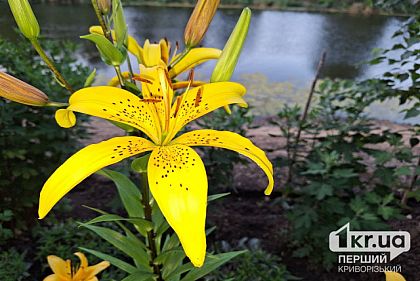 Погода в Кривом Роге 27 июня