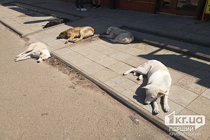 В Кривом Роге депутаты не поддержали петицию по созданию приюта для бездомных собак