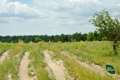 На Днепропетровщине растут саженцы сосны крымской, «эвакуированные» из Запорожья