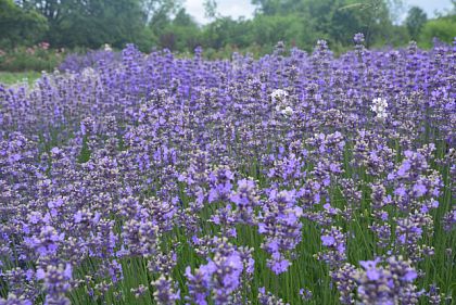 Криворожан приглашают в ботанический сад на цветение лаванды