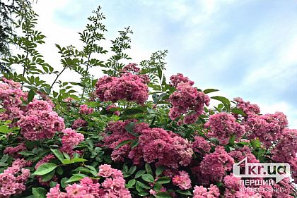 Погода в Кривом Роге 1 июля