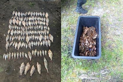 Во время нерестового запрета на Днепропетровщине нанесен ущерб почти на 6 миллионов гривен