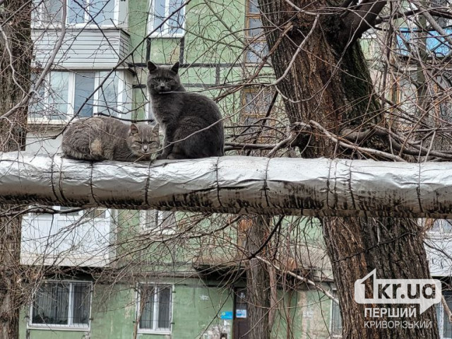 В Криворожском районе подтвердили бешенство у бездомного кота