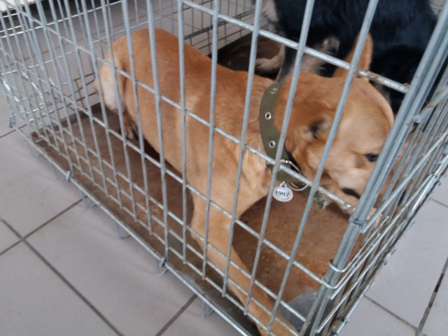 У Кривому Розі відловили 9 безпритульних собак
