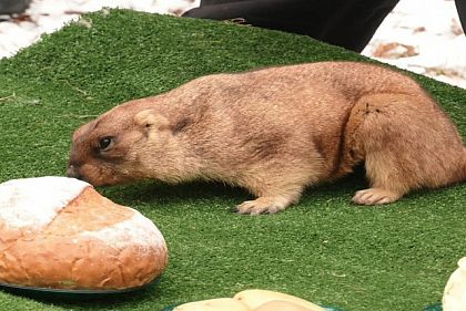 Сурок Тимка III дал прогноз на весну 2023