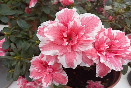 Криворожан приглашают посетить оранжерею ботанического сада