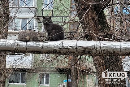 В Криворожском районе подтвердили бешенство у бездомного кота