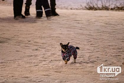 В Україні водіїв можуть штрафувати за неправильне перевезення тварин в авто