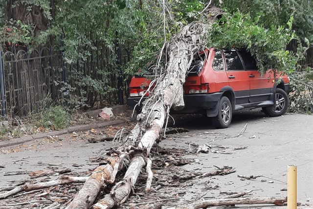 Через негоду у Кривому Розі впади декілька дерев: пошкоджено автівку