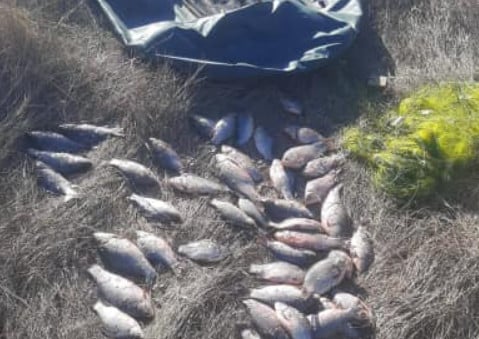На Дніпропетровщині порушник наловив риби на понад 80 тисяч гривень збитків