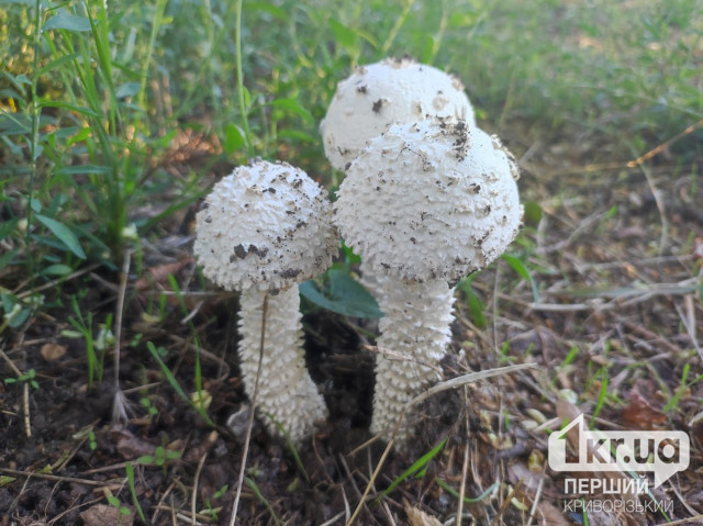 На Днепропетровщине три человека отравились грибами