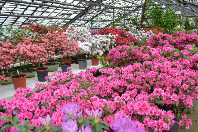 Збережи красу: Криворізький ботсад збирає кошти на підготовку рослин до зими