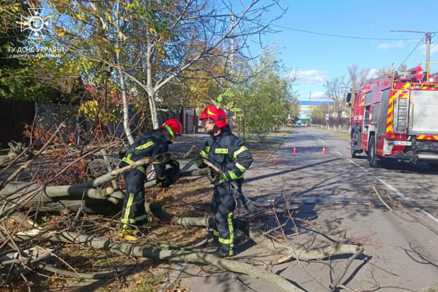 В Кривом Роге непогода повалила дерево