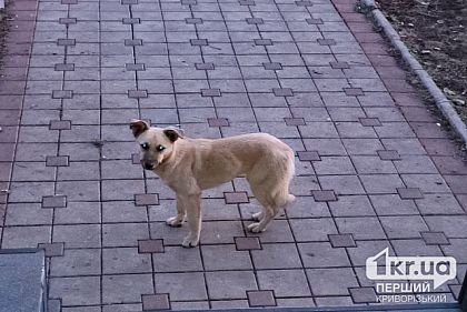 Полиция Кривого Рога открыла уголовное производство по факту жестокого обращения с животным