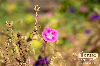 Погода в Кривом Роге 5 октября