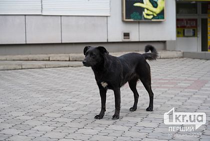 В Криворожском районе обнаружили бешенство животных