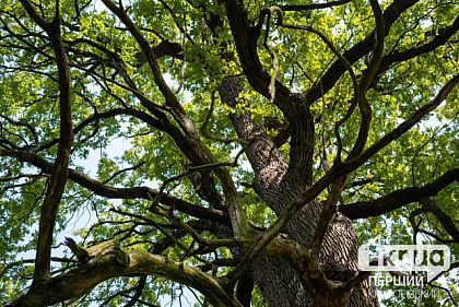 В Кривом Роге обнаружили тело мужчины в лесополосе