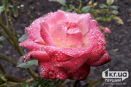 Погода на неделю в Кривом Роге