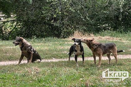 На Днепропетровщине за неделю зарегистрировали пять очагов бешенства среди животных