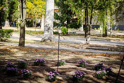 На Криворожье вандалы вырвали цветы, высаженные в память о мальчике, убитом оккупантами