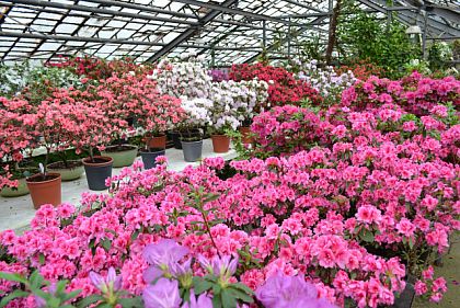 Сохрани красоту: Криворожский ботсад собирает средства на подготовку растений к зиме