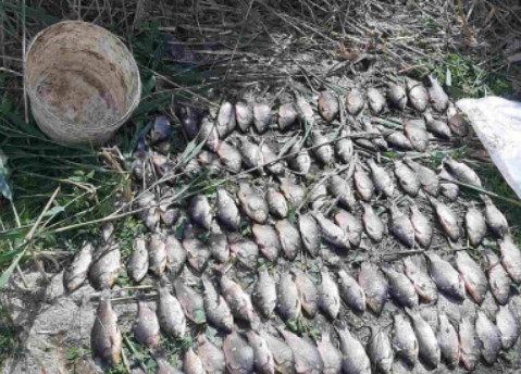На Днепропетровщине обнаружили нарушителя, ловившего рыбу сетками