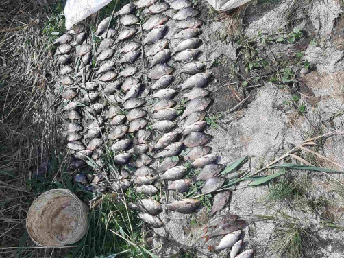 Наловили риби на 275 тисяч гривень збитків: у Криворізькому районі викрили браконьєрів