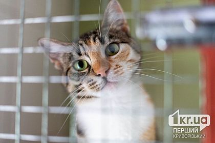 Криворожские спасатели сняли кота с балкона